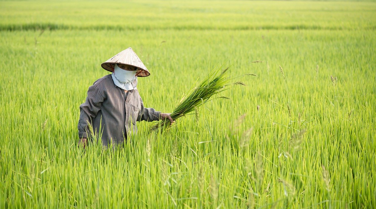 ベトナムの米作農家