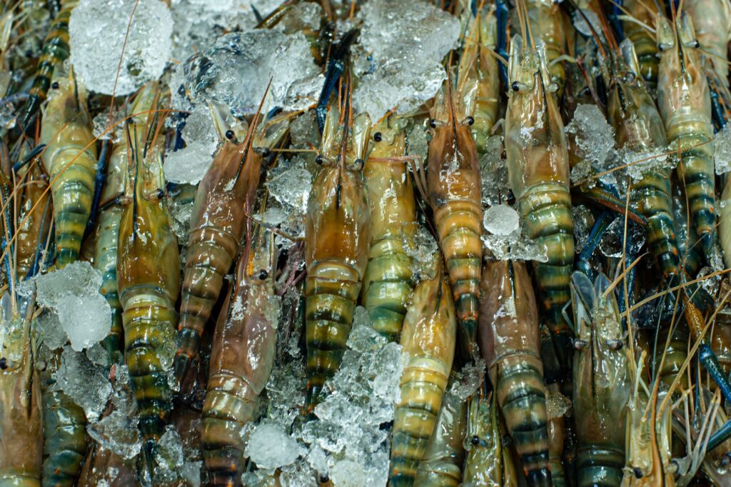 vietnam shrimp