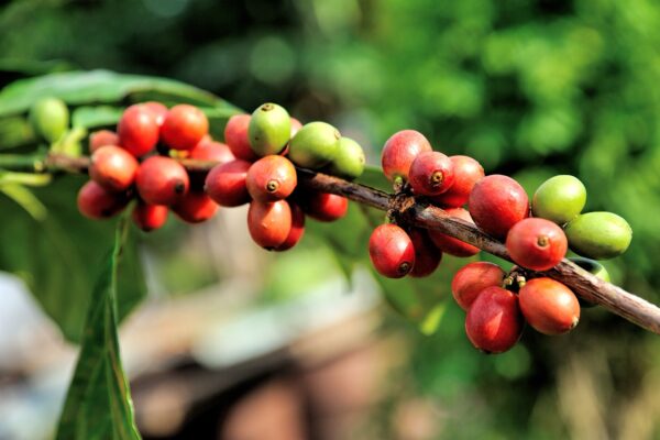 アジアのコーヒー、ベトナムの価格は4年ぶりの高値で推移、インドネシアでは収穫が終わりに近づく
